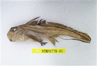 藏品(銀鮫)的圖片